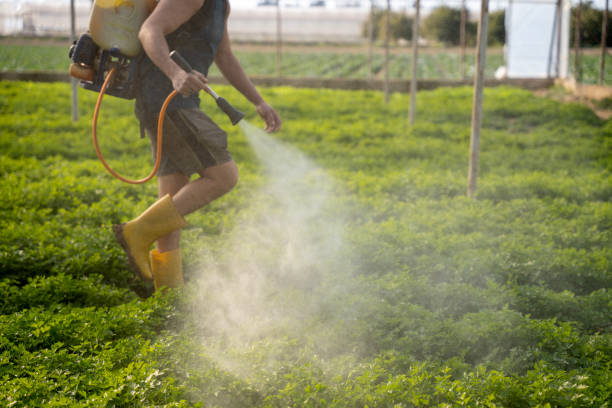 Best Mosquito Control Services  in Murrells Inlet, SC